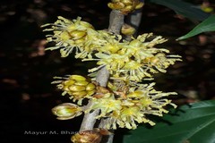 Actinodaphne hookeri